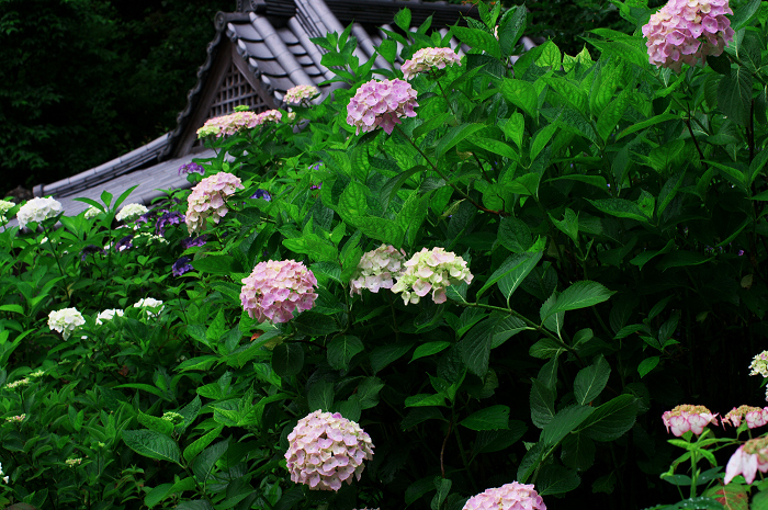 岩船寺の紫陽花_f0155048_21342562.jpg