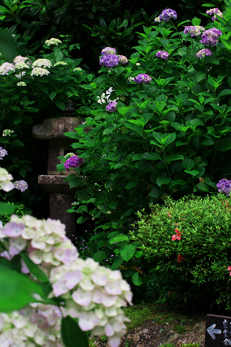 岩船寺の紫陽花_f0155048_21345526.jpg