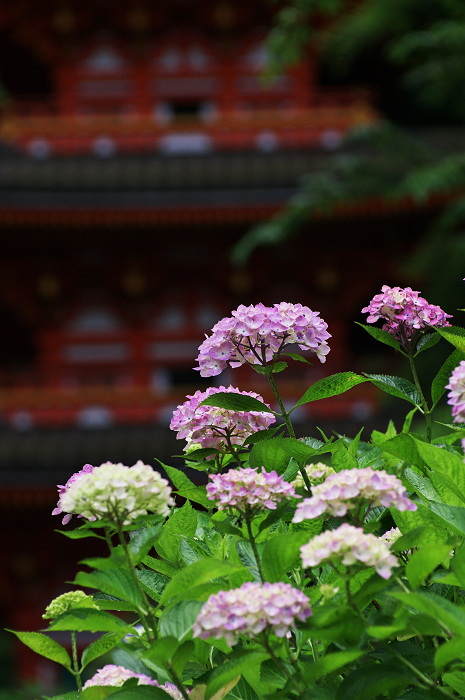 岩船寺の紫陽花_f0155048_21373052.jpg