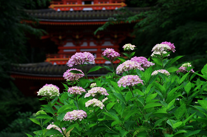 岩船寺の紫陽花_f0155048_2137776.jpg