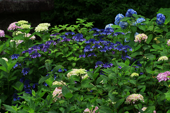 岩船寺の紫陽花_f0155048_2138484.jpg