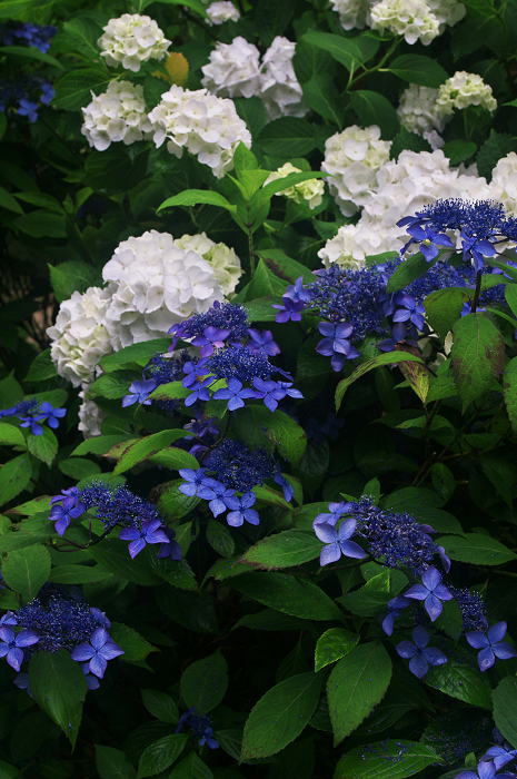 岩船寺の紫陽花_f0155048_21385863.jpg