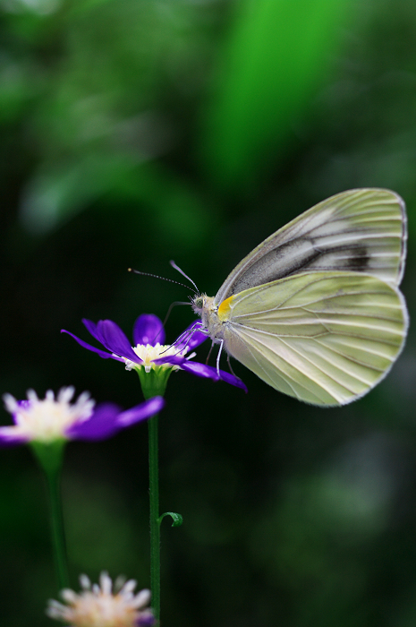 岩船寺の紫陽花_f0155048_21402246.jpg