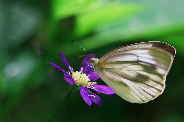岩船寺の紫陽花_f0155048_21405490.jpg