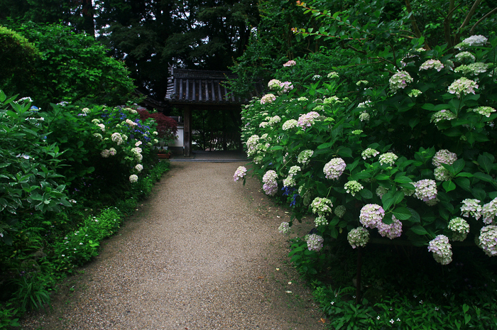 岩船寺の紫陽花_f0155048_21421658.jpg