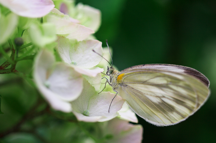 岩船寺の紫陽花_f0155048_2142381.jpg