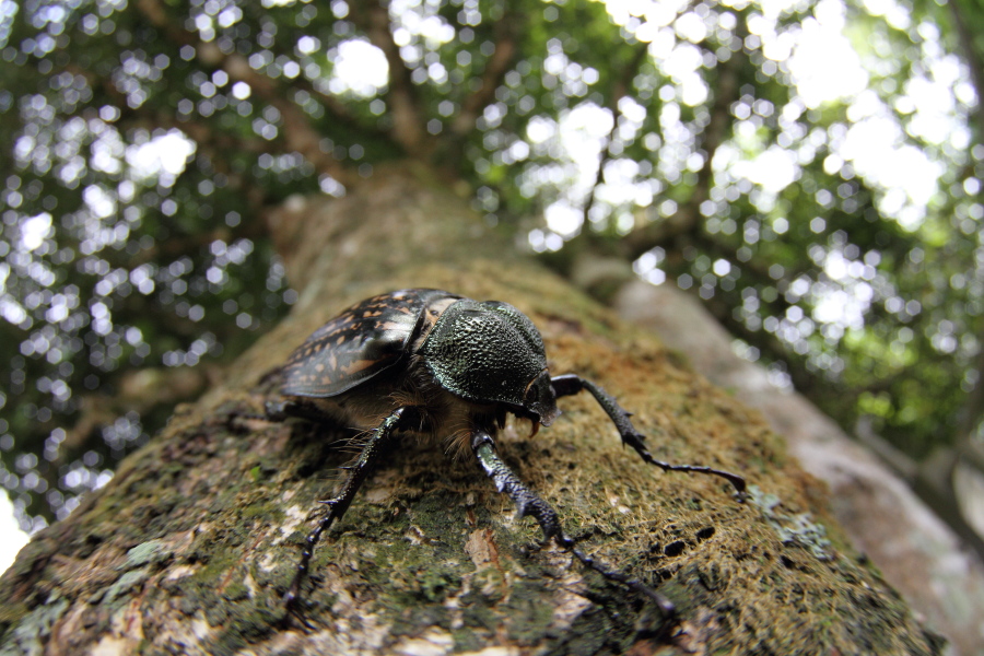 ゲストロテナガコガネ♀　（2011年7月3日）_a0094850_21521691.jpg