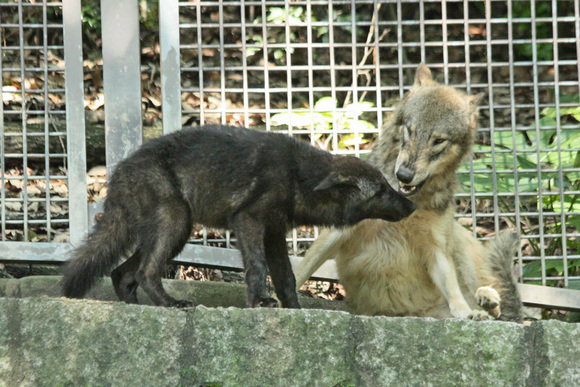 猛暑は、合流とともに・・・_d0227252_1815666.jpg