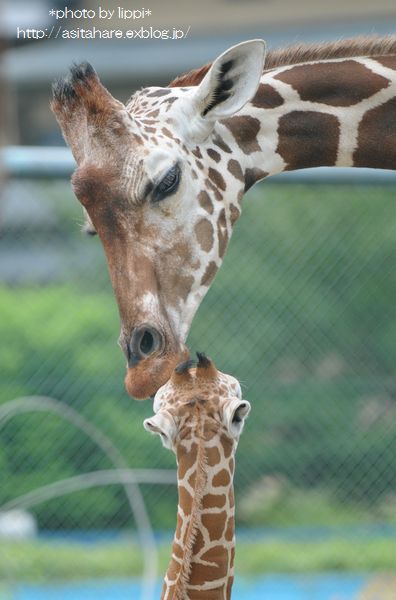 キリンの描き方 動物園でお散歩