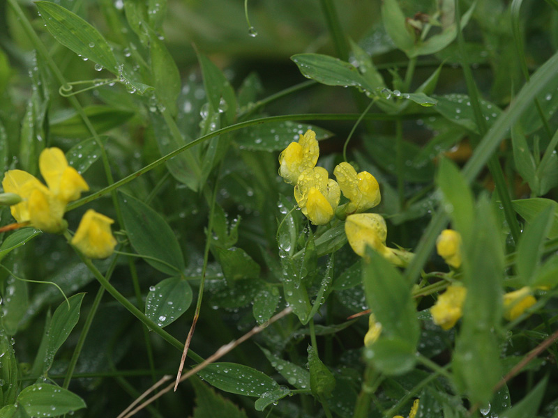 キバナノレンリソウ Lathyrus pratensis_f0165160_10304943.jpg