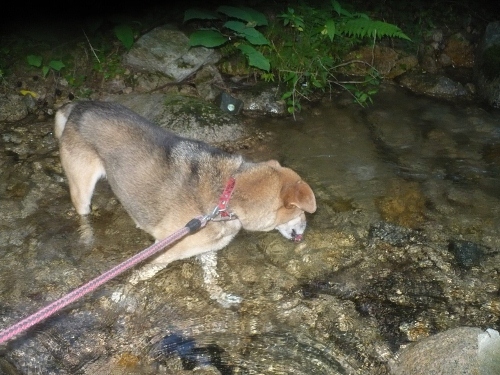 2011年6月29日(水）暑い一日_a0063364_23523440.jpg