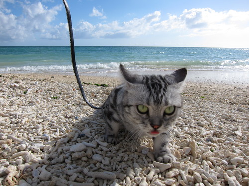 play at the beach._c0153966_17145330.jpg