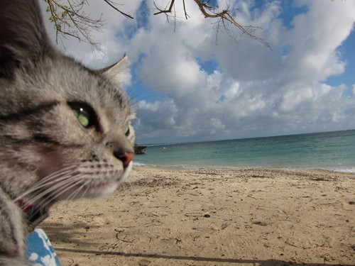 play at the beach._c0153966_17232591.jpg