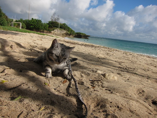 play at the beach._c0153966_1739149.jpg