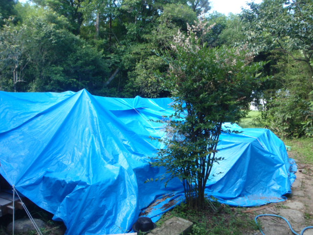 e0065967_20112162.jpg
