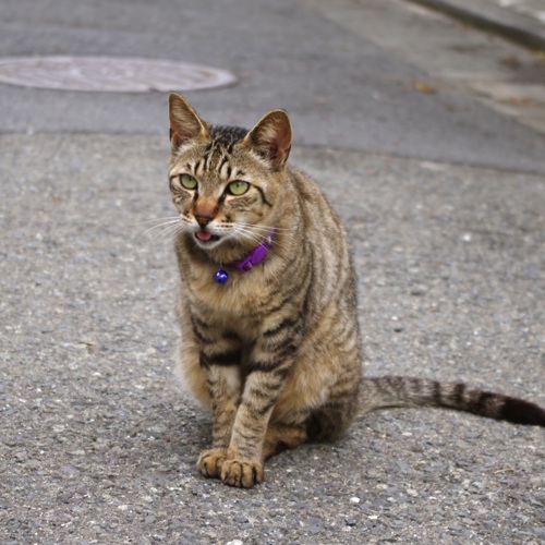 初夏の江ノ島！サバッ子だらけのウキ釣り大会！！_c0161776_0214658.jpg