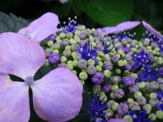小さく可愛い紫陽花の花 自然風の自然風だより