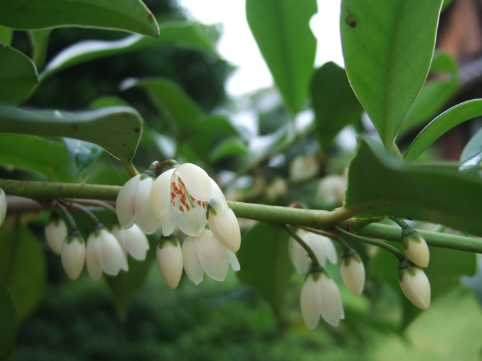 サカキ 榊 の花 ２０１１ ６ ２８ 川裾の季節便り