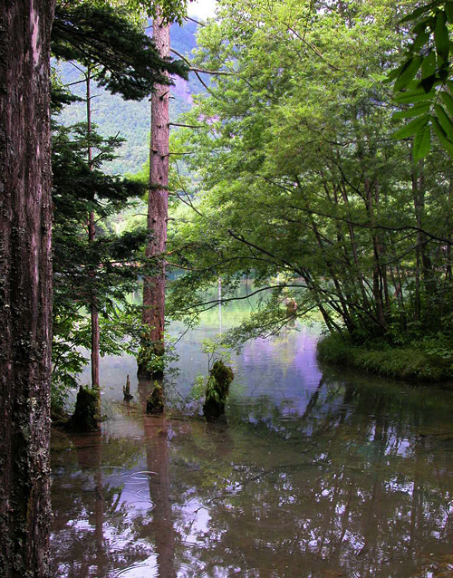 「爽風涼景」上高地・木道_c0009981_1932752.jpg