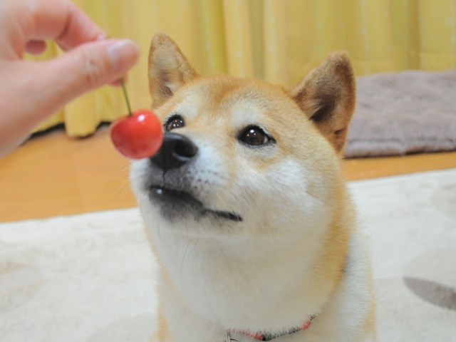 可愛いさくらんぼ_a0126590_23342265.jpg