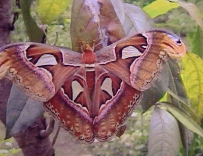 世界一大きいマユその1 アタカス 写真でイスラーム 世界一大きいマユその1 アタカス 写真でイスラーム