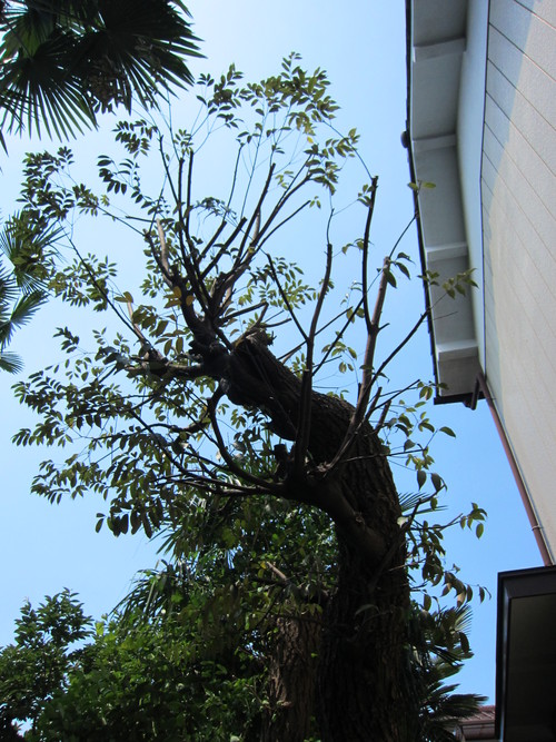 植木 剪定 伐採_b0200291_2145770.jpg