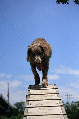 f0234395_1311416.gif