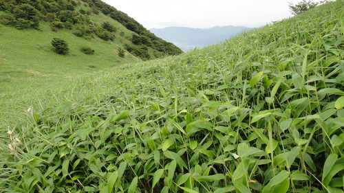 梅雨の中休み　井原山～雷山　周回コース_f0036700_16425149.jpg