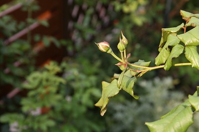 a0123003_7325442.jpg