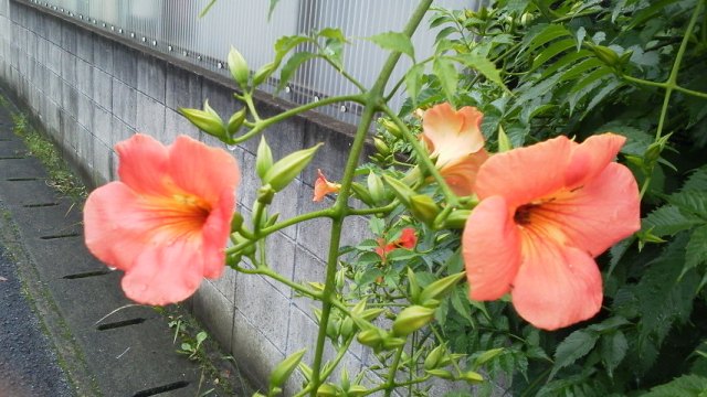 ろう・難聴7月広報 _d0070316_16198.jpg