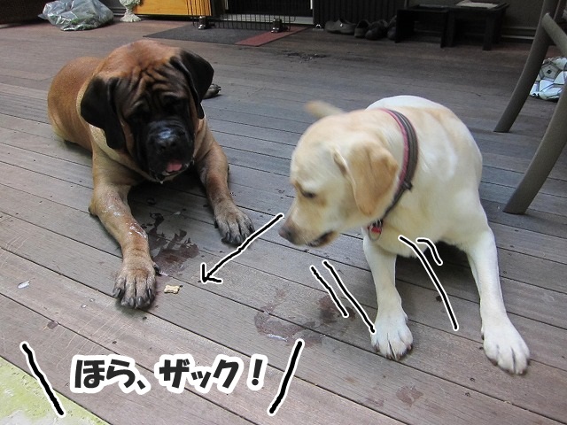 チャームポント?_e0192217_8122425.jpg