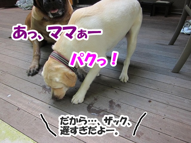 チャームポント?_e0192217_8124333.jpg