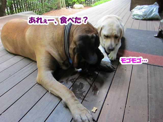 チャームポント?_e0192217_861695.jpg