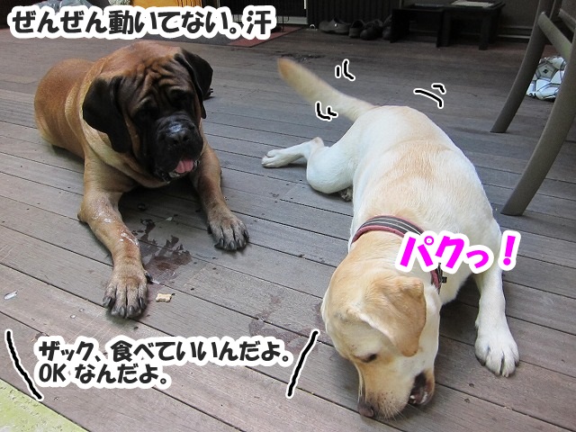 チャームポント?_e0192217_88589.jpg