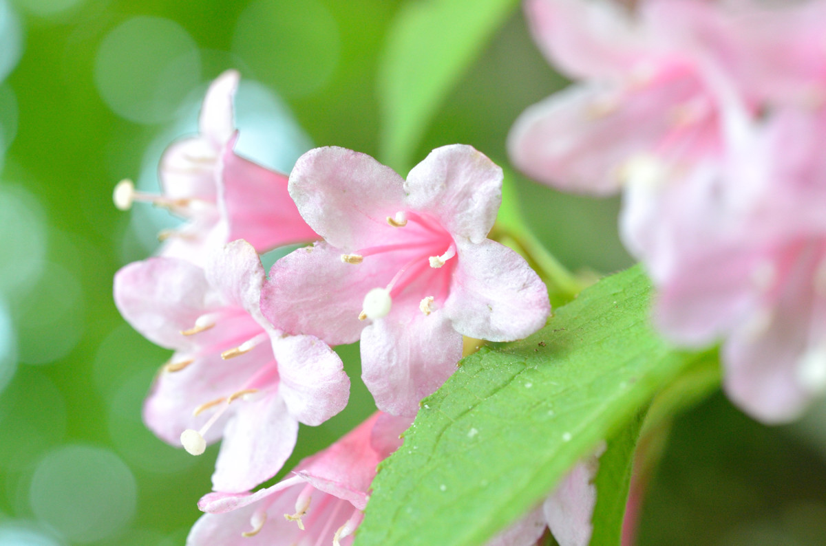 紋別岳の花_a0145819_2049331.jpg