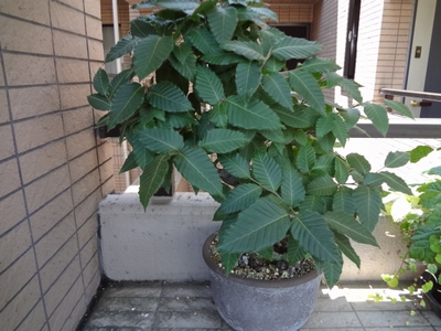 ウッドとトゥギャザー!!/文:ルー大柴_a0083222_17445086.jpg