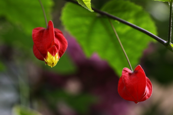 この花なぁーに？_b0165522_9394269.jpg