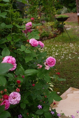 f0170524_13101732.jpg