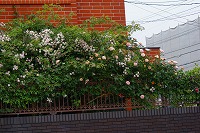 f0170524_13225450.jpg