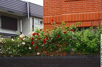 f0170524_13235650.jpg