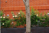 f0170524_1327175.jpg