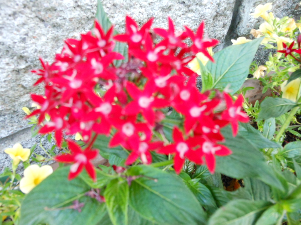 土佐の田舎寿司_c0155326_011860.jpg