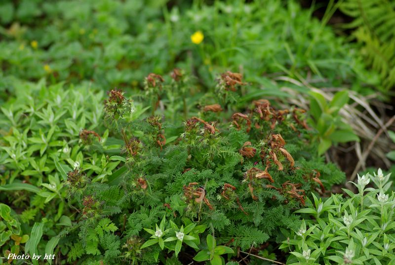 船形山の高山植物　～ミヤマシオガマ、シラネアオイ～_f0148627_16504881.jpg