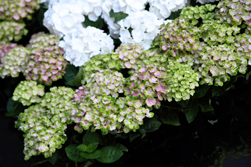 Hydrangea Ⅲ　-The Last Shot-_e0166336_1551530.jpg