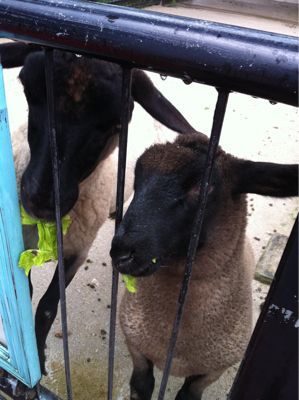 動物園に行ってきたよ！_a0188838_2256219.jpg