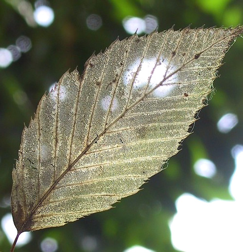 葉脈標本 Botanic Journal 植物誌