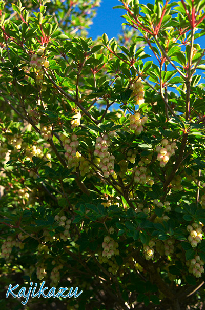 a0166940_1182849.jpg