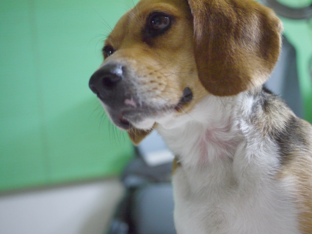 首の抜け毛 ビーグル犬 ビーズ 首の抜け毛 ビーグル犬 ビーズ