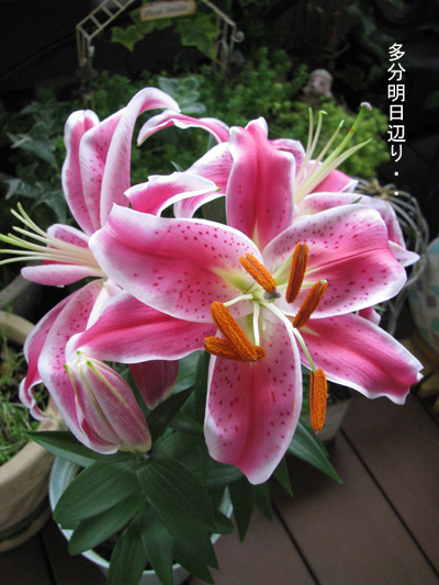 d0084750_2464915.jpg