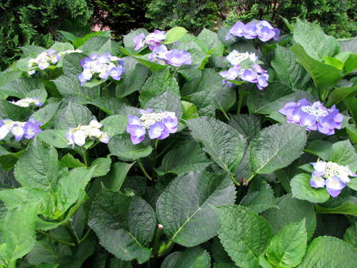 d0084750_2473523.jpg
